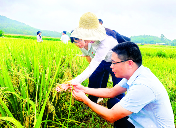 现货配资平台多少钱 惠城汝湖举办“选种大会” 8个水稻品种脱颖而出