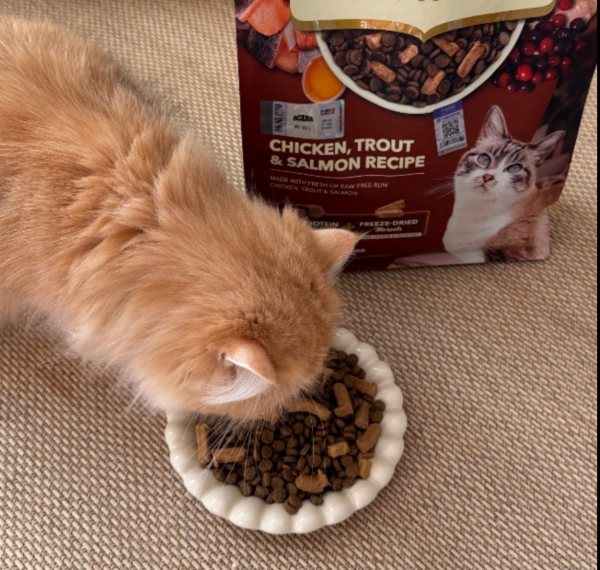 现货配资平台多少钱 深化本土化战略，爱肯拿新品猫粮在华全球首发