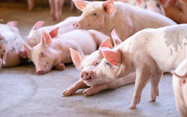 现货配资平台多少钱 牧原的升维之路：创新越难，越有价值